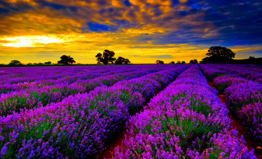 Peisaj din Provence